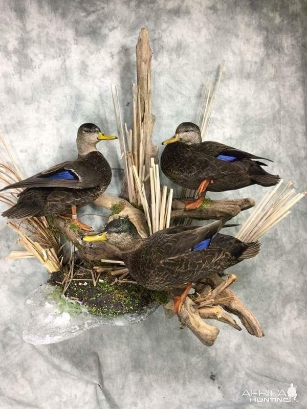 Mottled Duck Full Mount Taxidermy