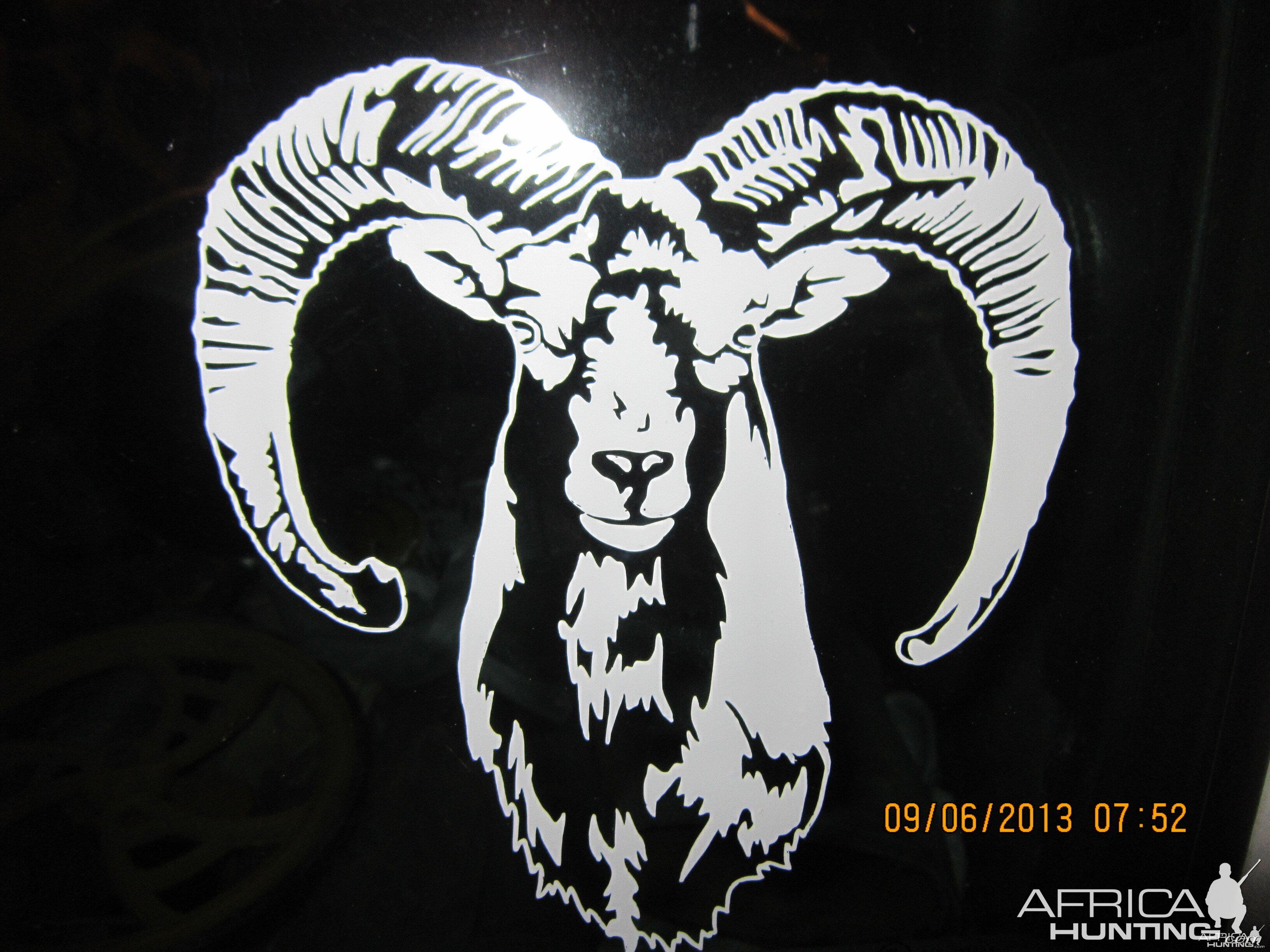 Mouflon Decal Stickers