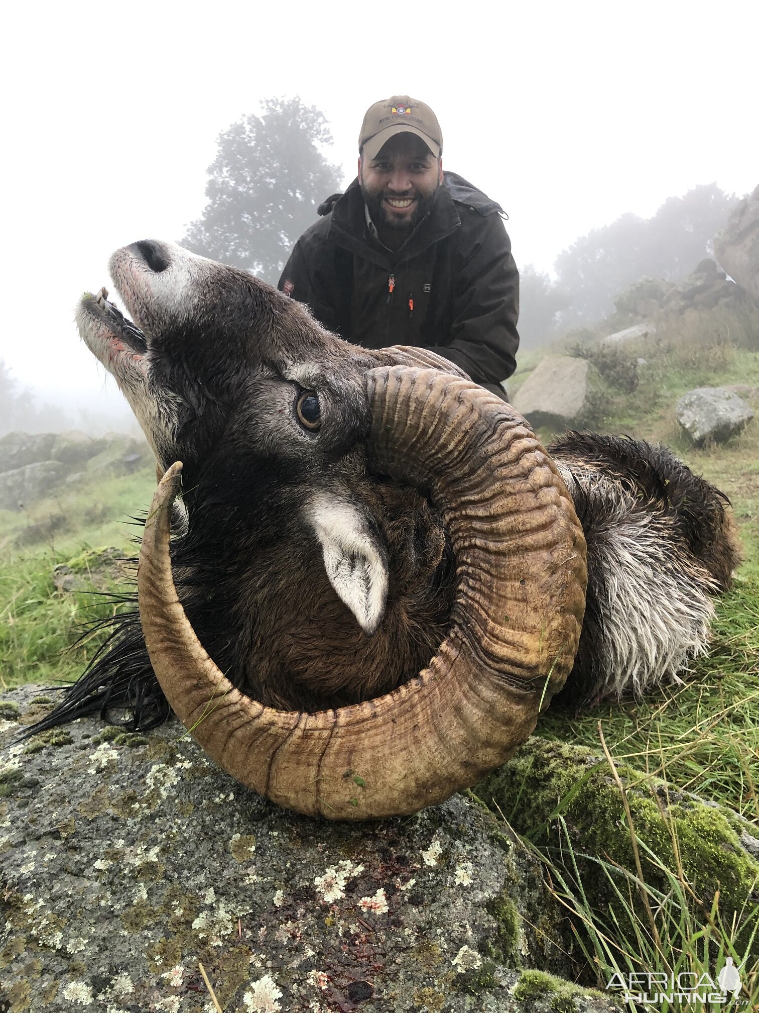 Mouflon Down Hunt in Spain