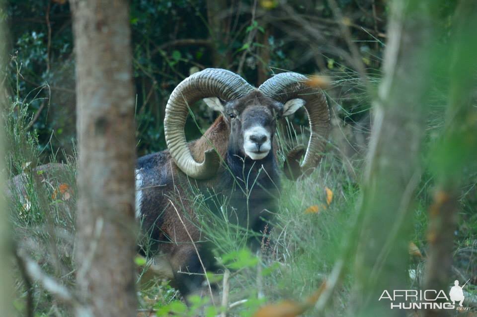 Mouflon France Hunt