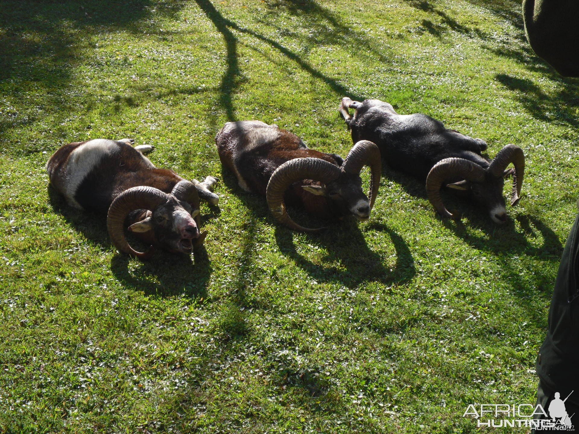 Mouflon hunt in Bulgaria