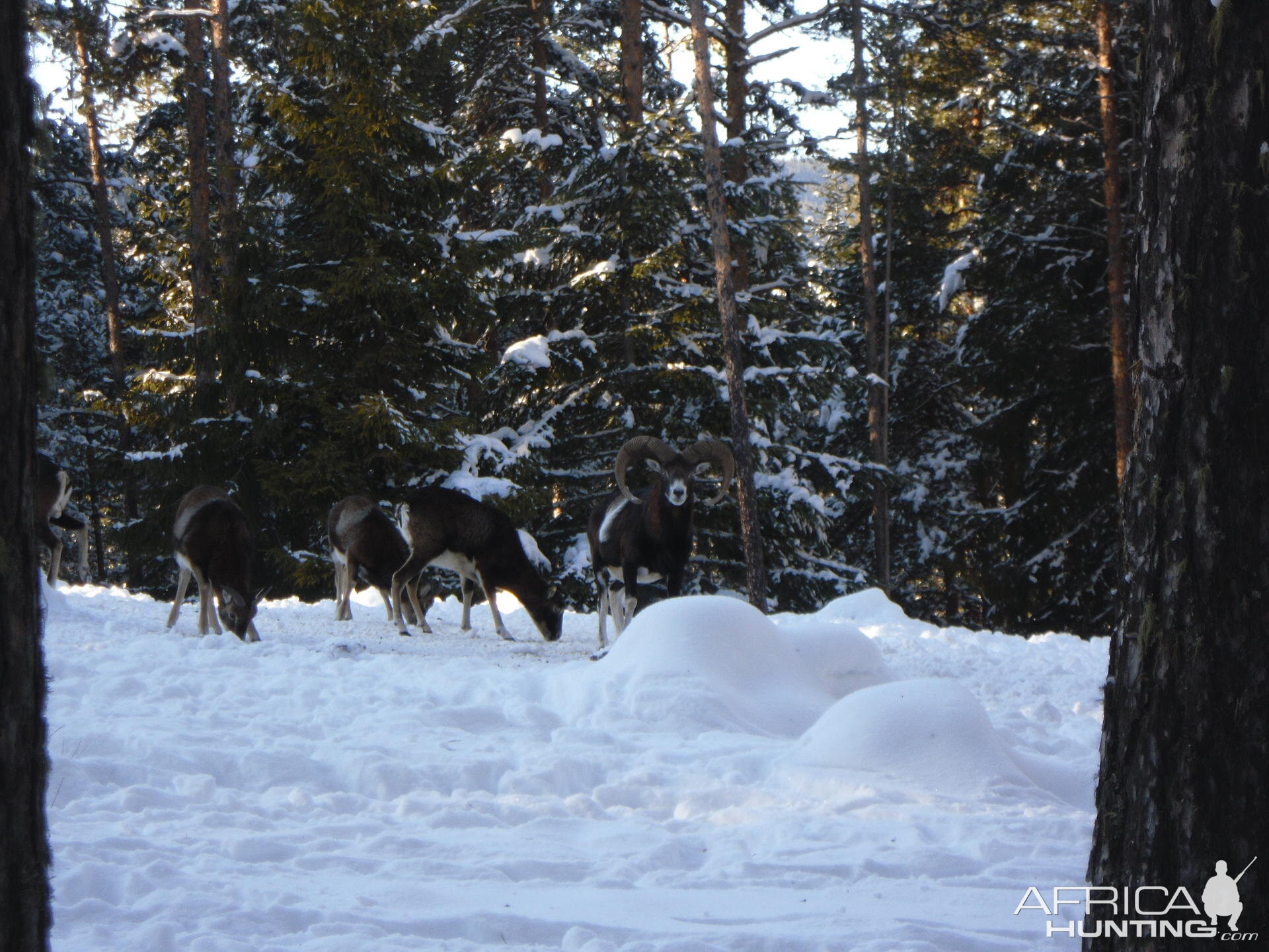 Mouflon hunt in Bulgaria