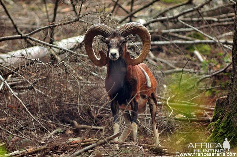 Mouflon Hunt in France