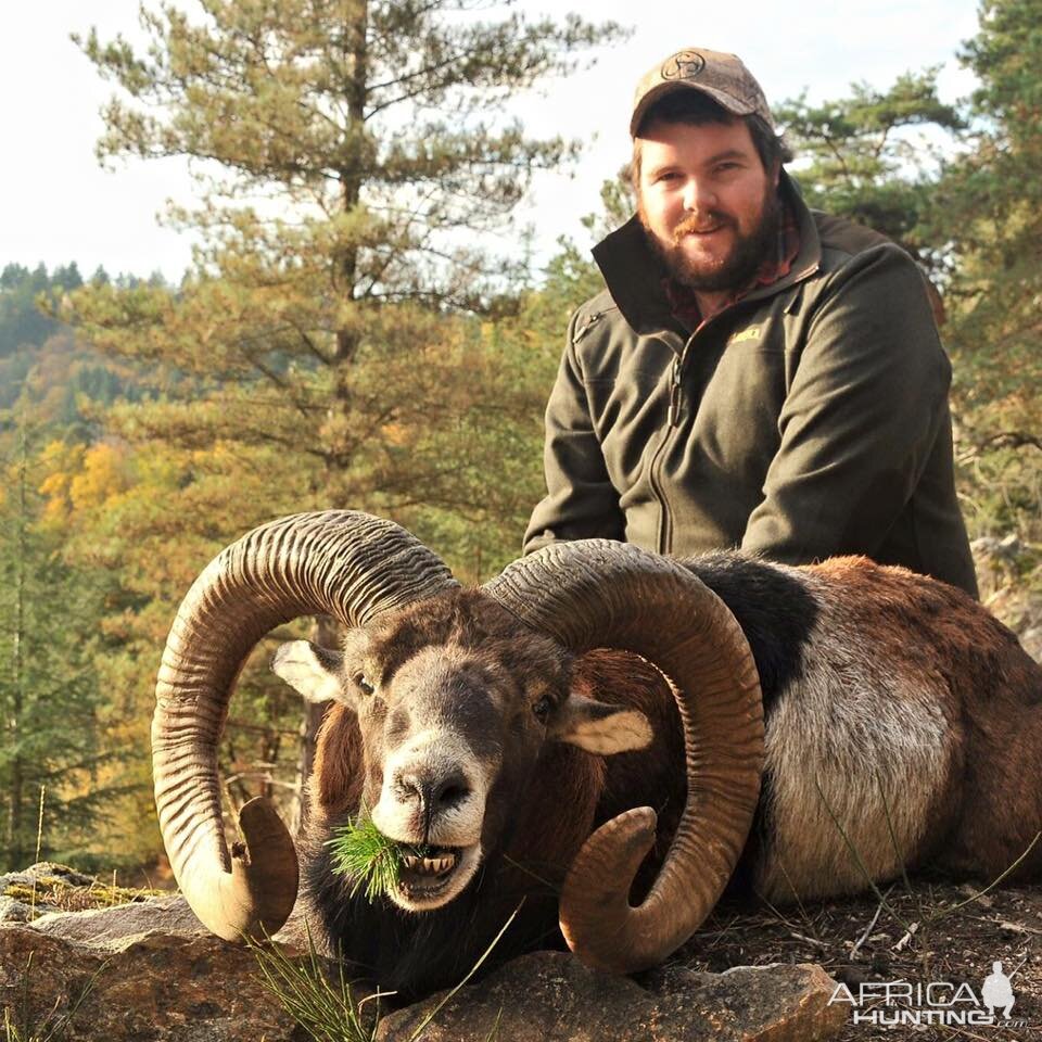 Mouflon Hunt in France