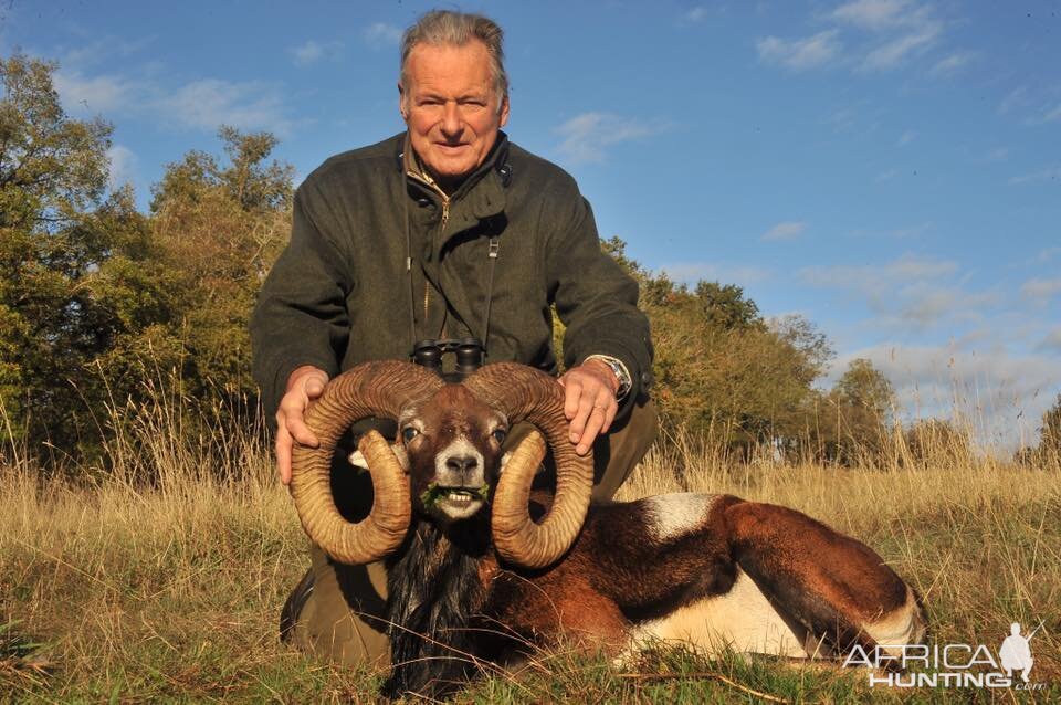 Mouflon Hunt in France