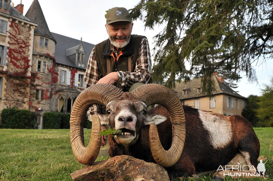 Mouflon Hunt in France