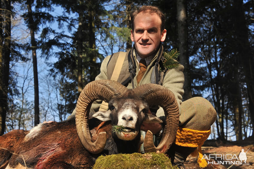 Mouflon Hunt in France