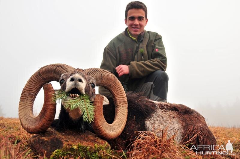 Mouflon Hunt in France