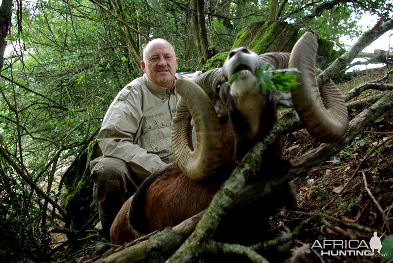 Mouflon Hunt in France