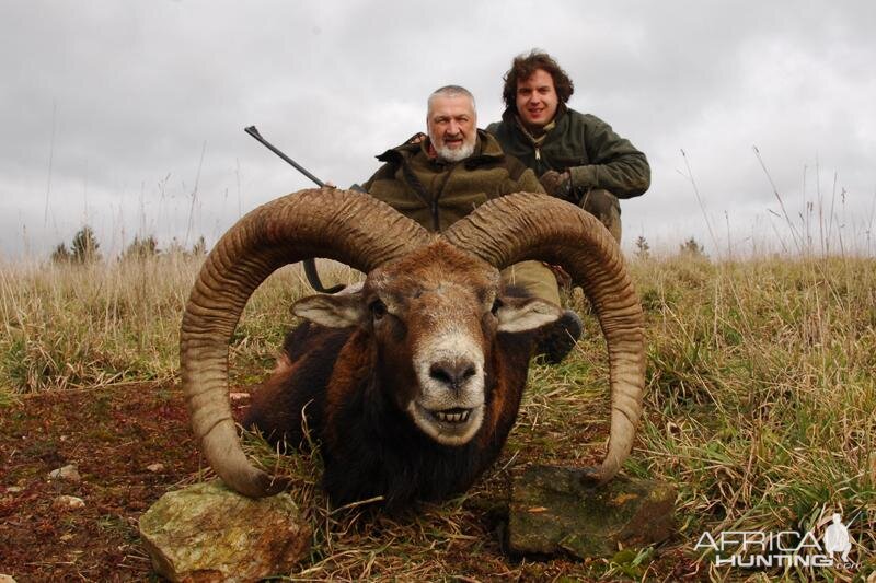 Mouflon Hunt in France