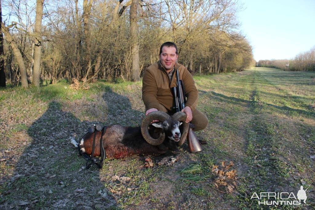 Mouflon Hunt