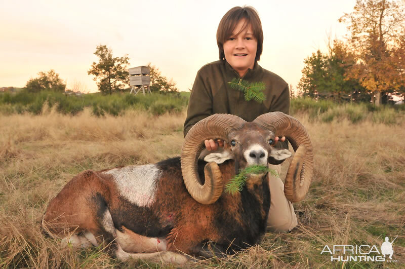 Mouflon Hunting France