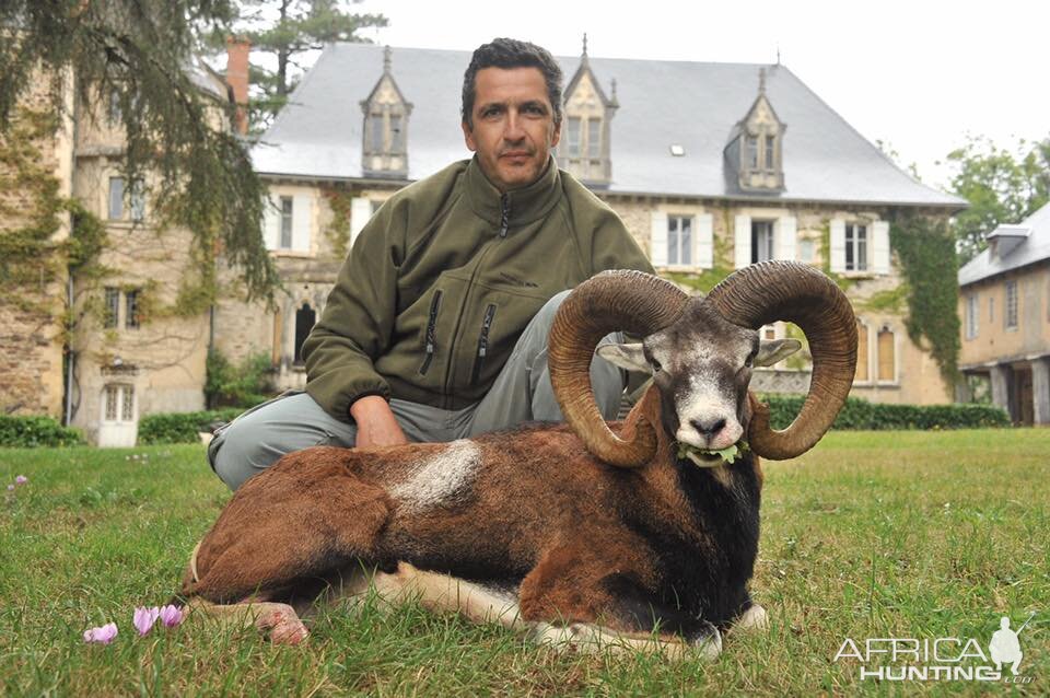 Mouflon Hunting in France