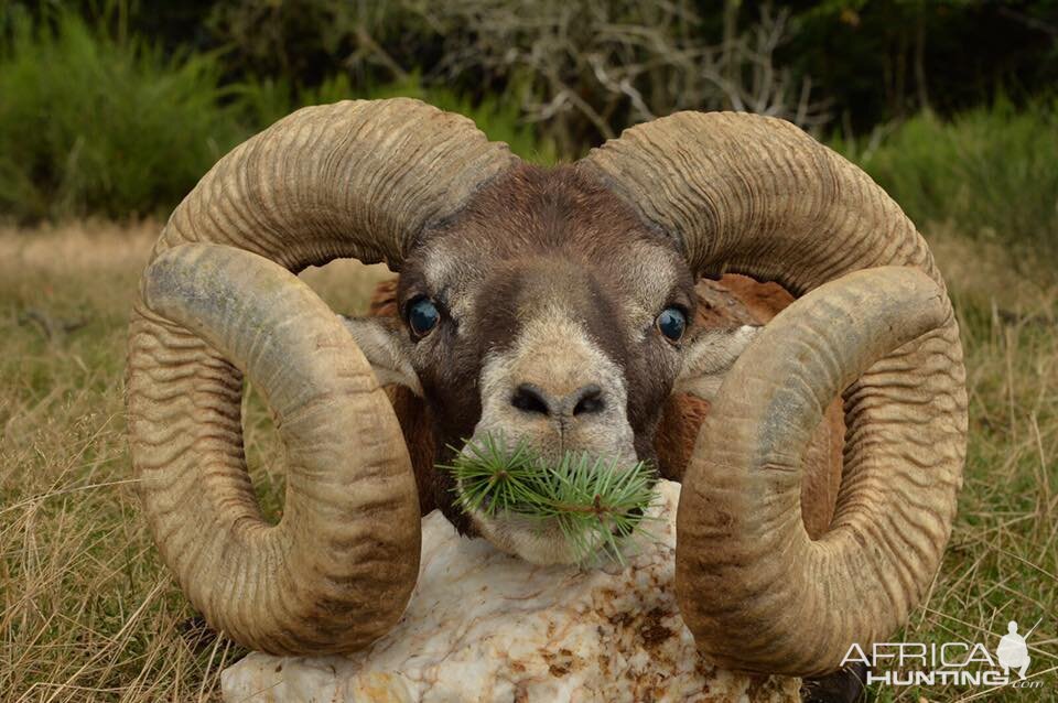 Mouflon Hunting in France