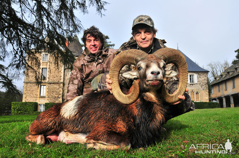 Mouflon Hunting in France