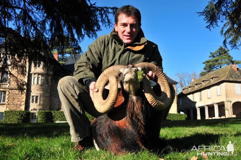 Mouflon Hunting in France