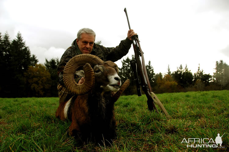 Mouflon Hunting in France