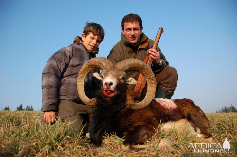 Mouflon Hunting in France