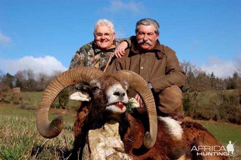 Mouflon Hunting in France