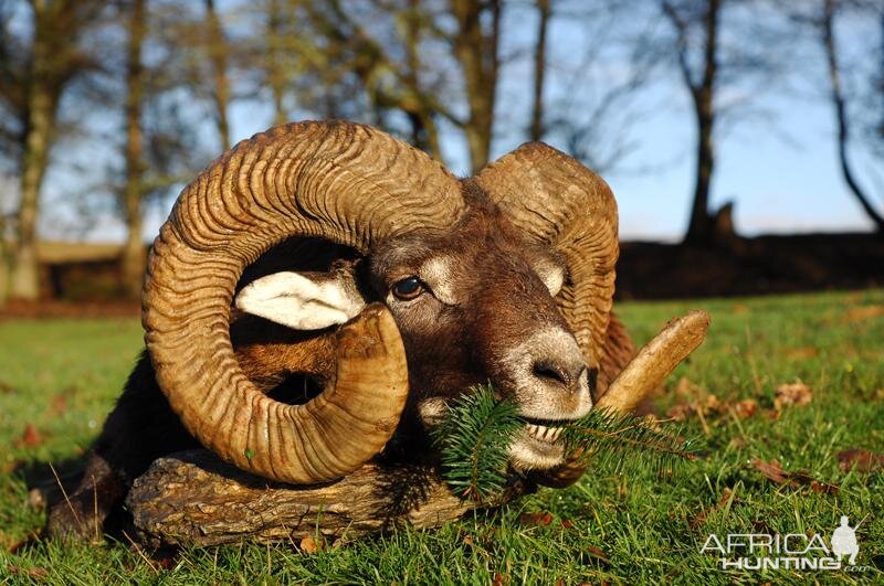 Mouflon Hunting in France