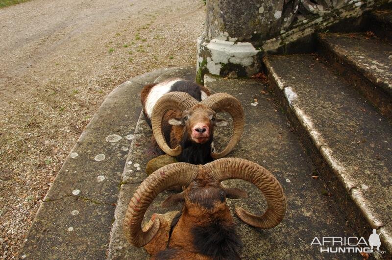 Mouflon Hunting in France