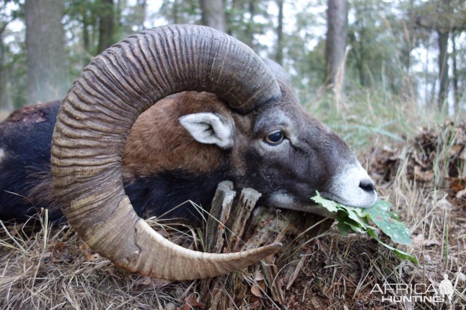 Mouflon Hunting Poland