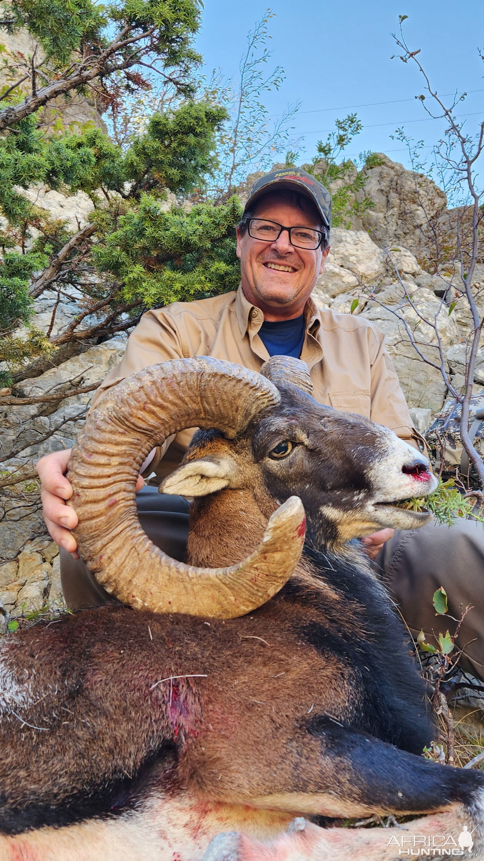 Mouflon Ram Hunt Croatia