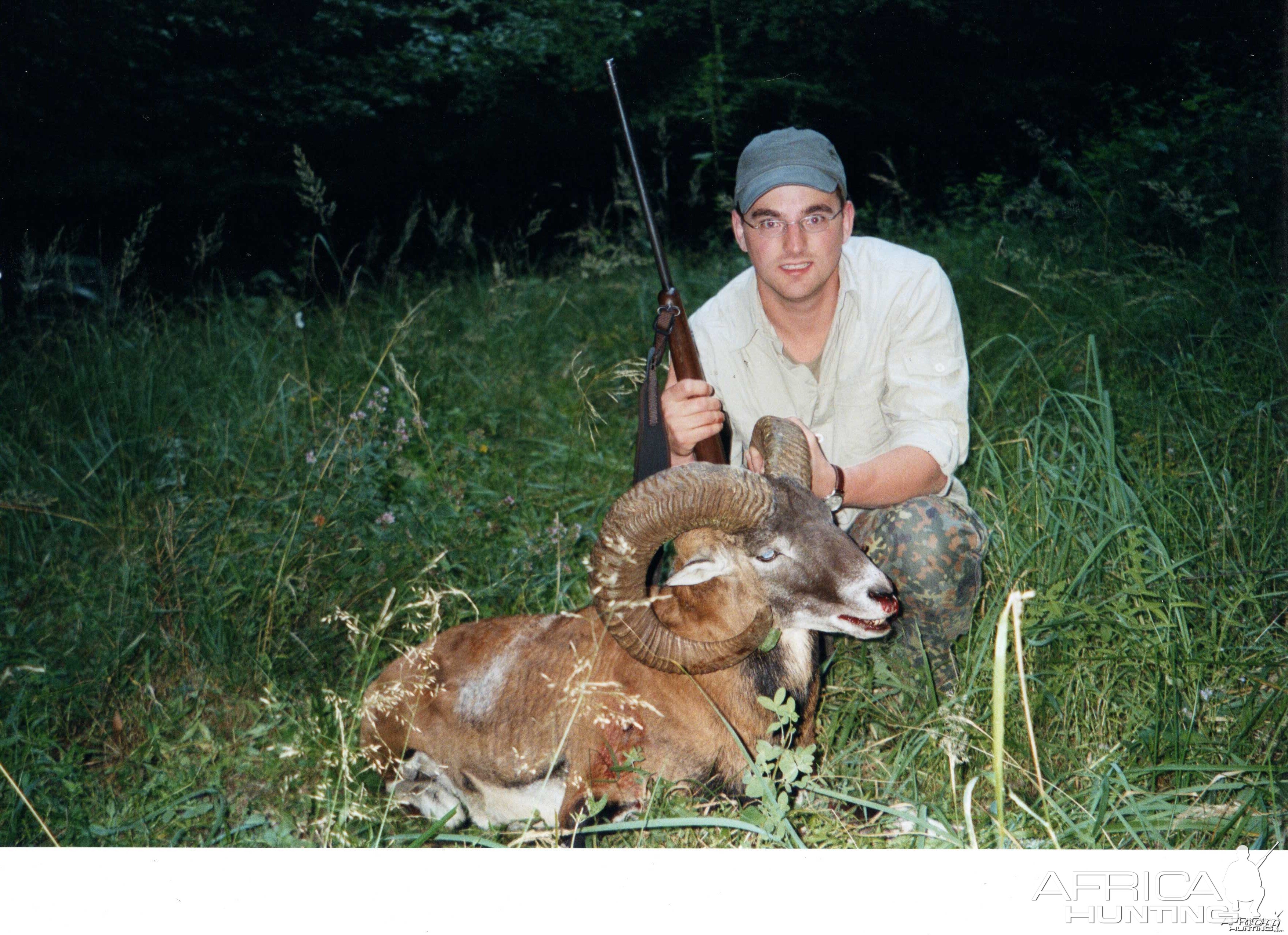 Mouflon sheep, Germany 2005