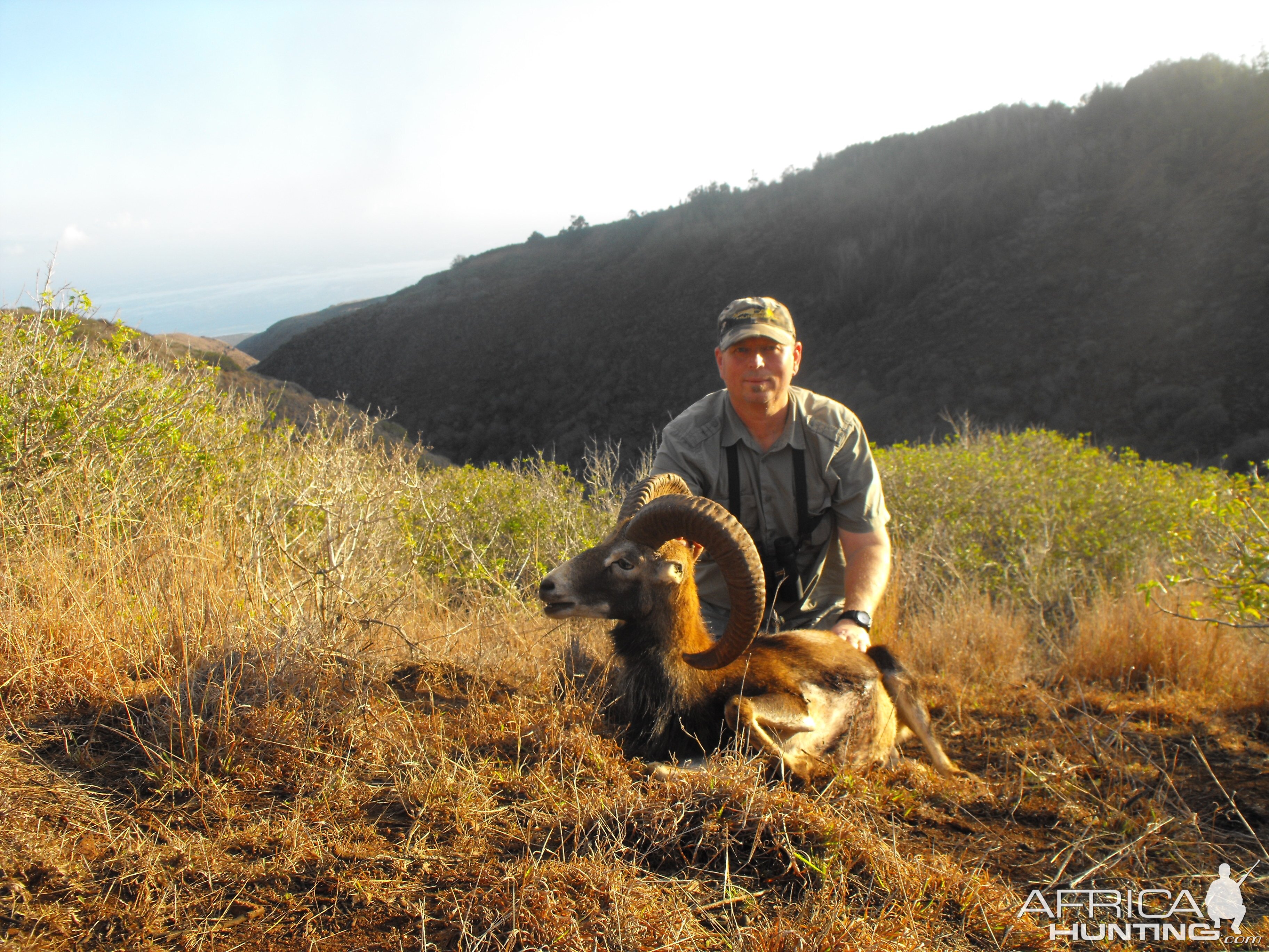 Mouflon sheep Hawaii