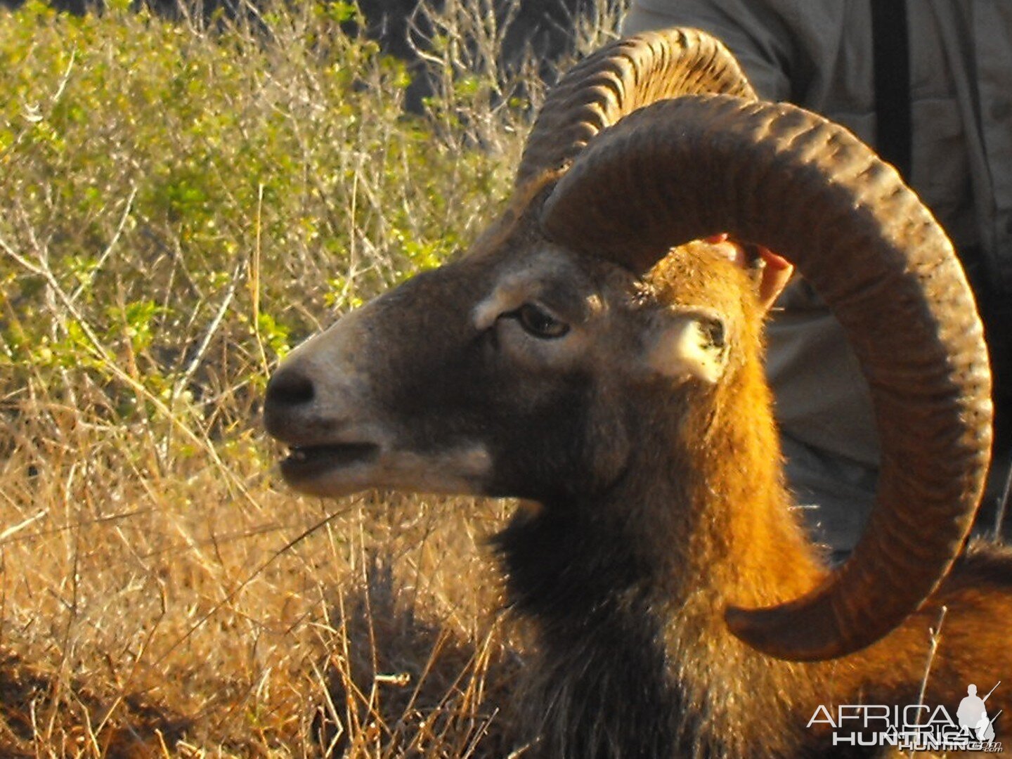 Mouflon sheep Hawaii