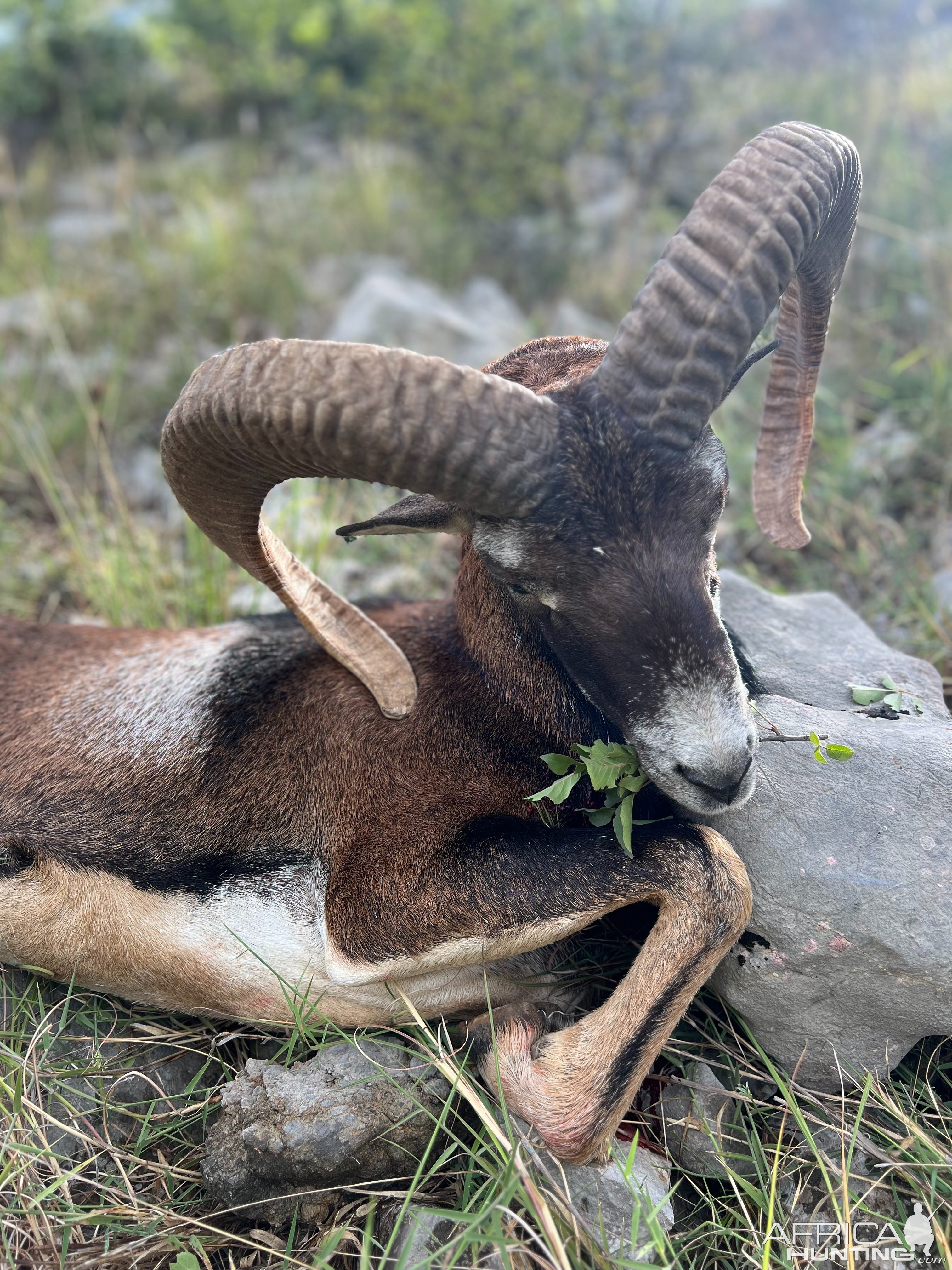 Mouflon Sheep Hunt Croatia