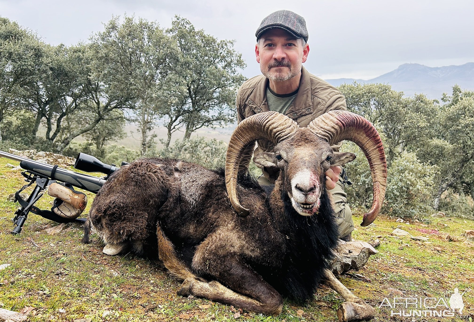 Mouflon Sheep Hunt Spain