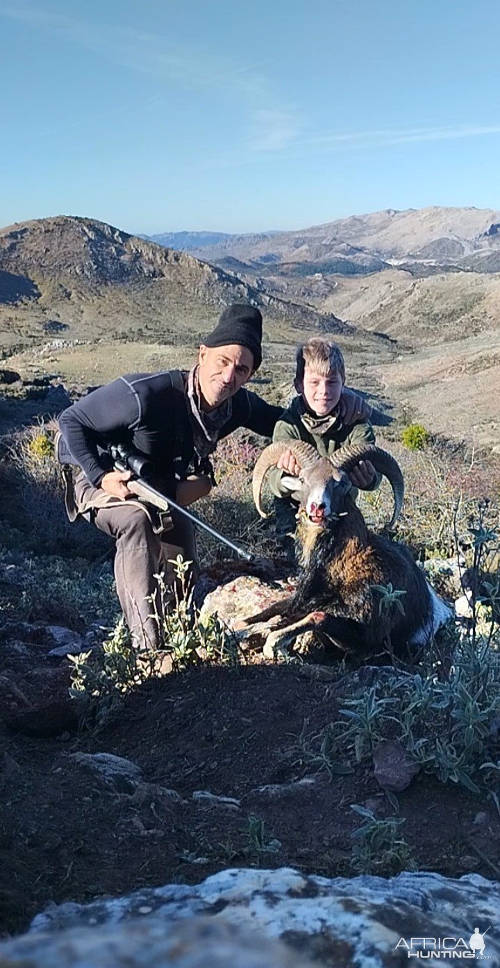 Mouflon Sheep Hunt Spain