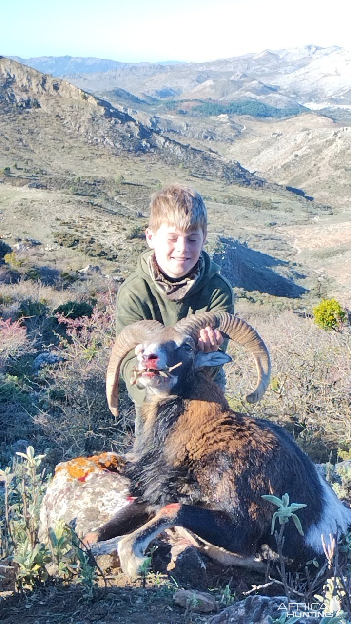 Mouflon Sheep Hunt Spain