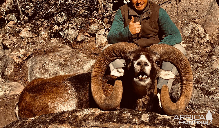 mouflon sheep