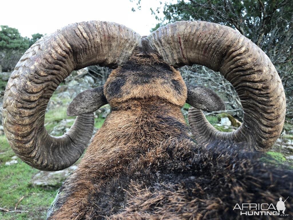 mouflon sheep