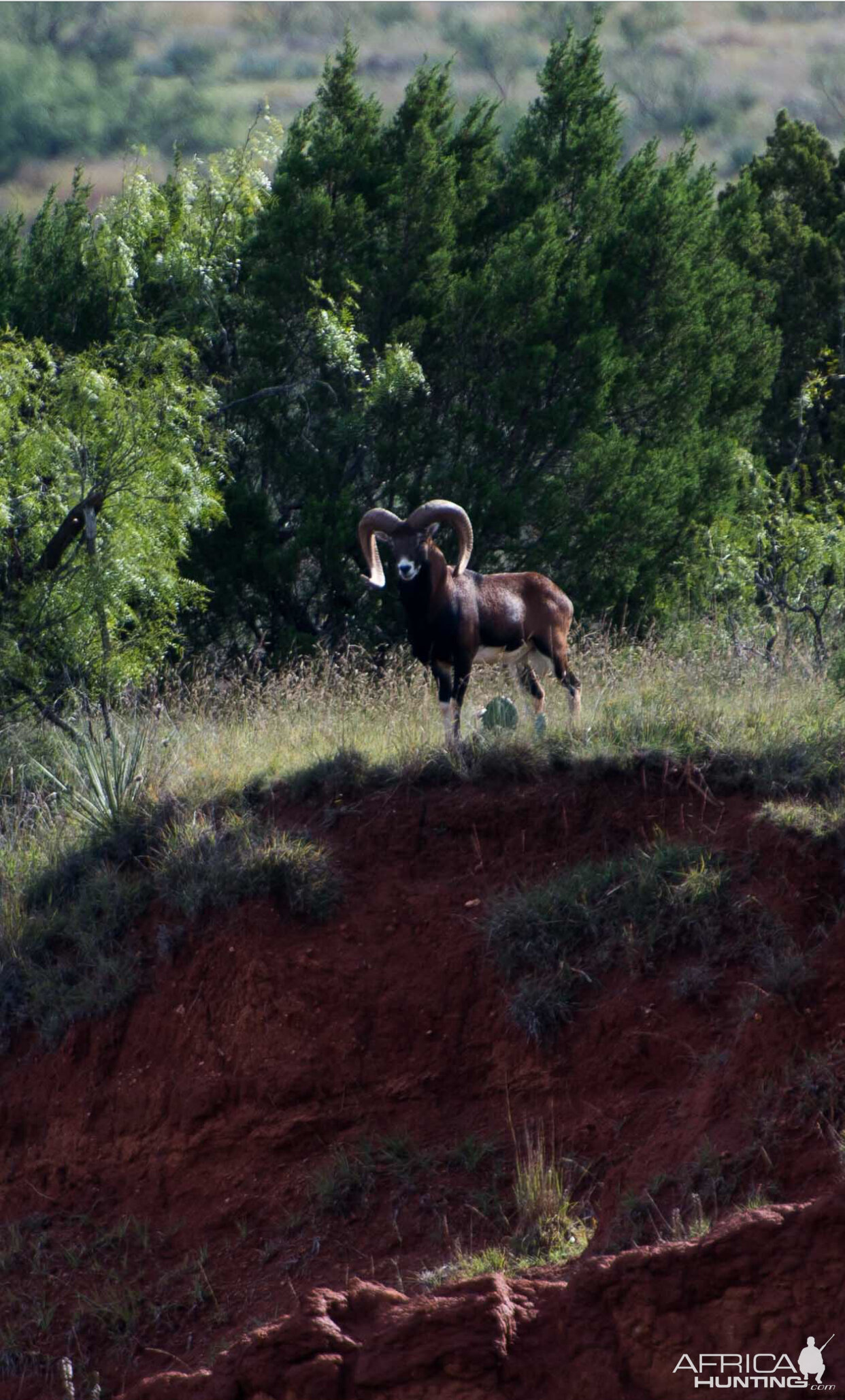 Mouflon Texas USA