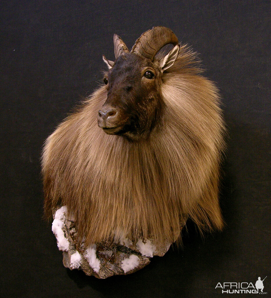 Mount With Habitat New Zealand Tahr Wall Pedestal Taxidermy