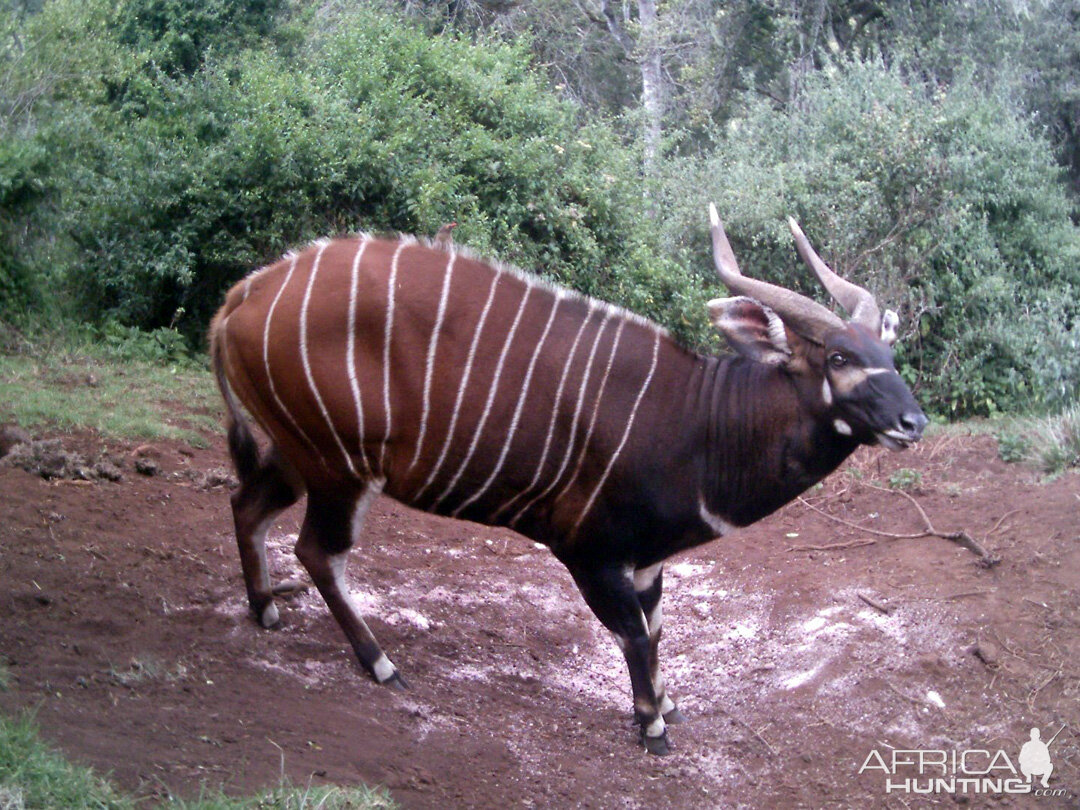 Mountain Bongo Kenya