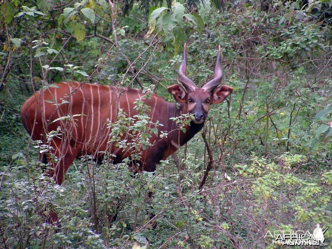 Mountain Bongo Kenya