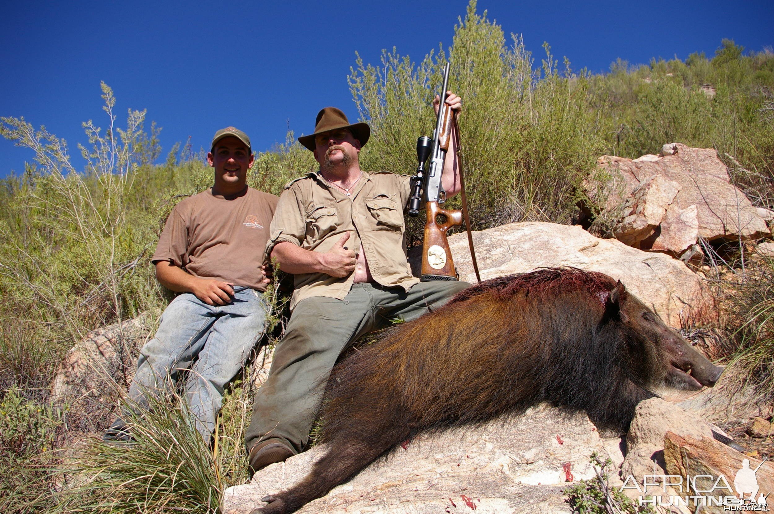 Mountain Bush Pig