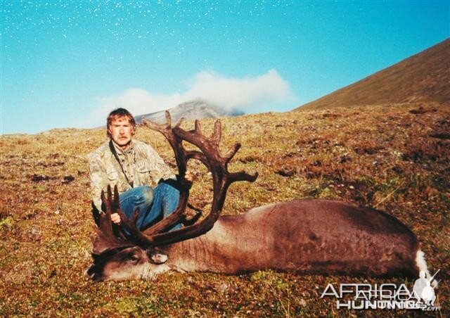 Mountain Caribou