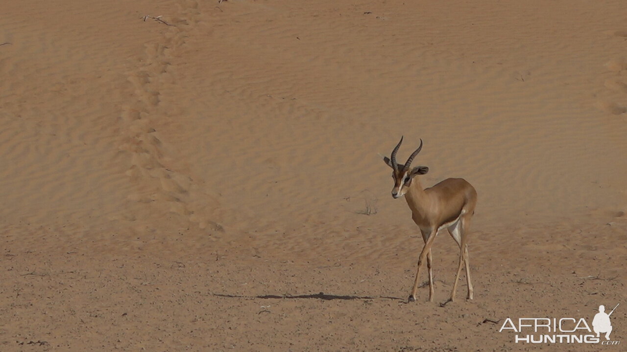 Mountain Gazelle United Arab Emirates