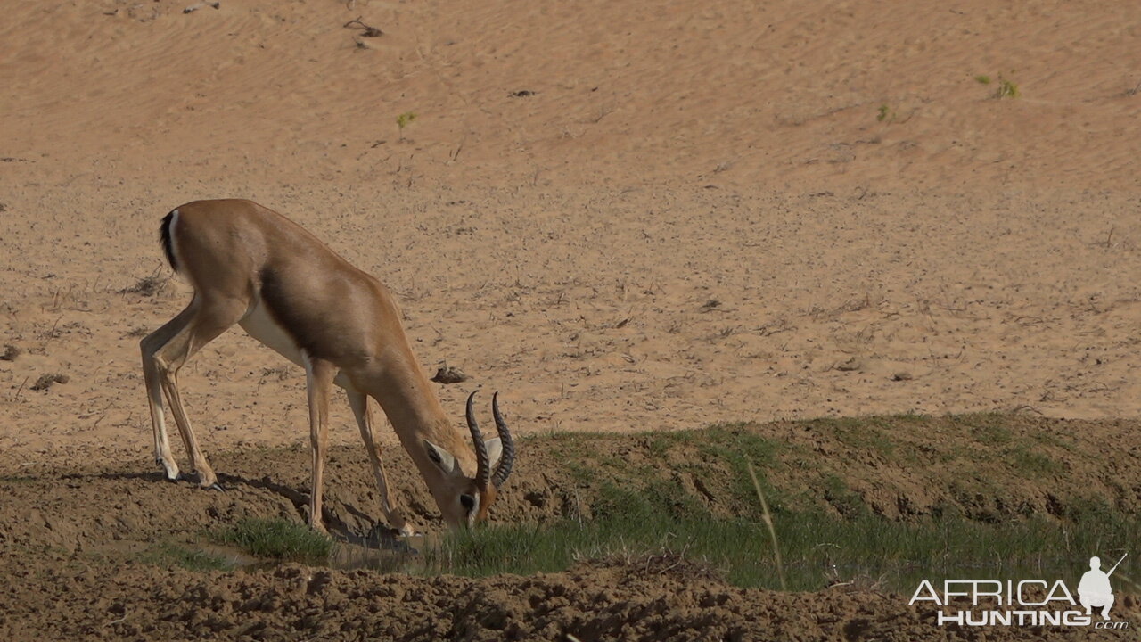 Mountain Gazelle United Arab Emirates