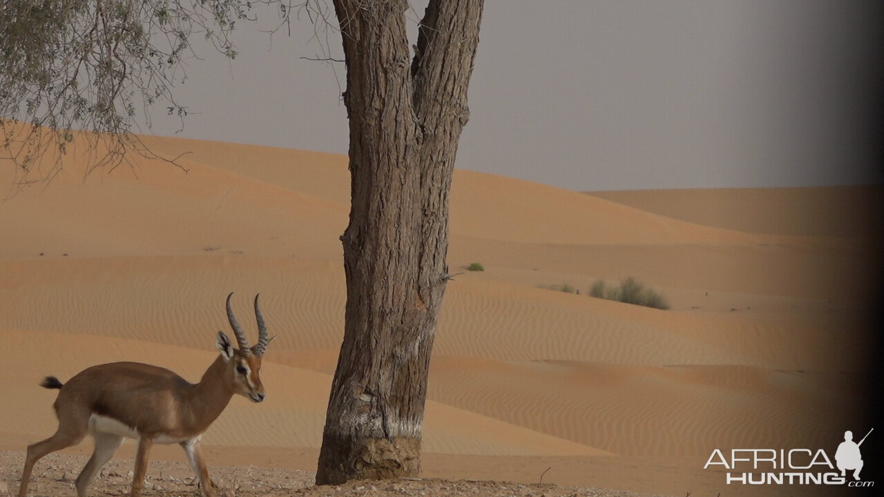 Mountain Gazelle United Arab Emirates