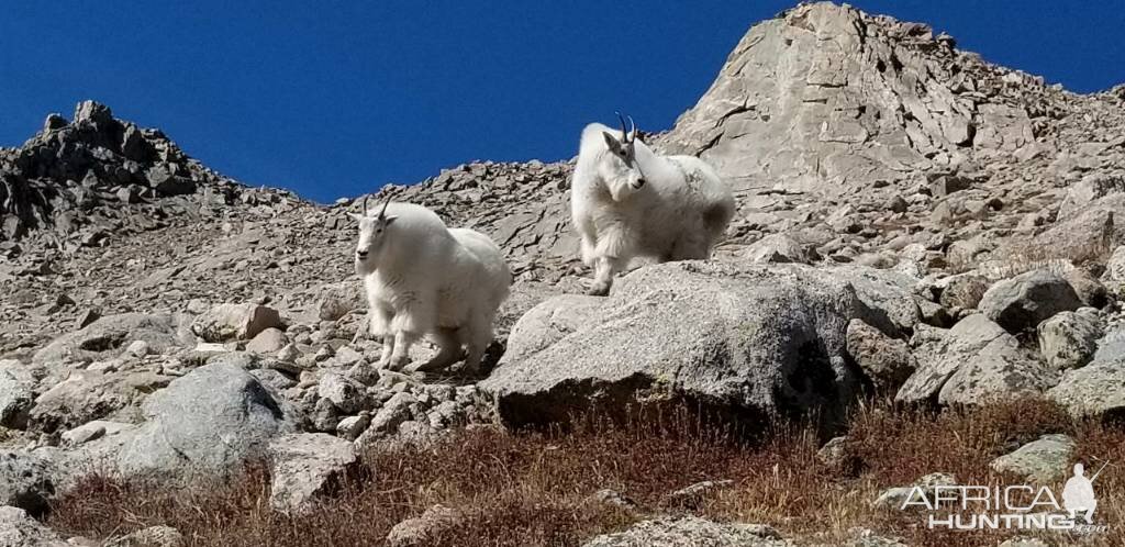 Mountain Goat Colorado USA