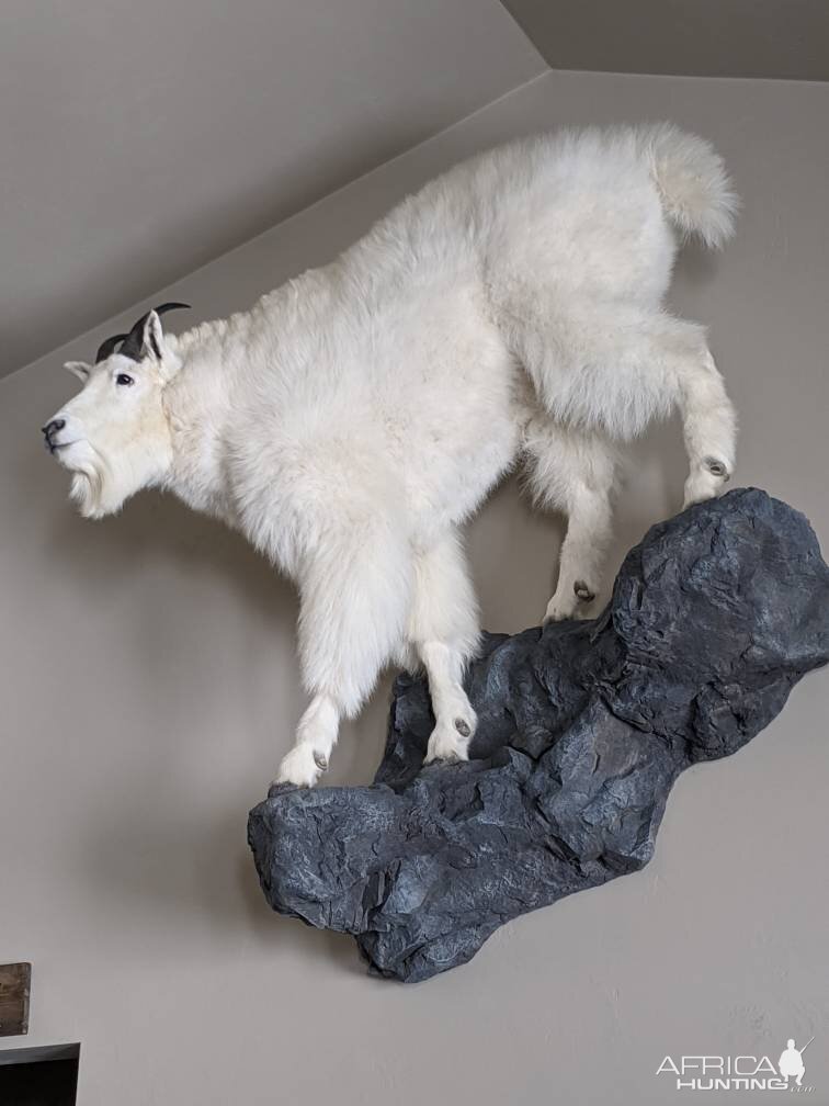 Mountain Goat Full Mount Taxidermy