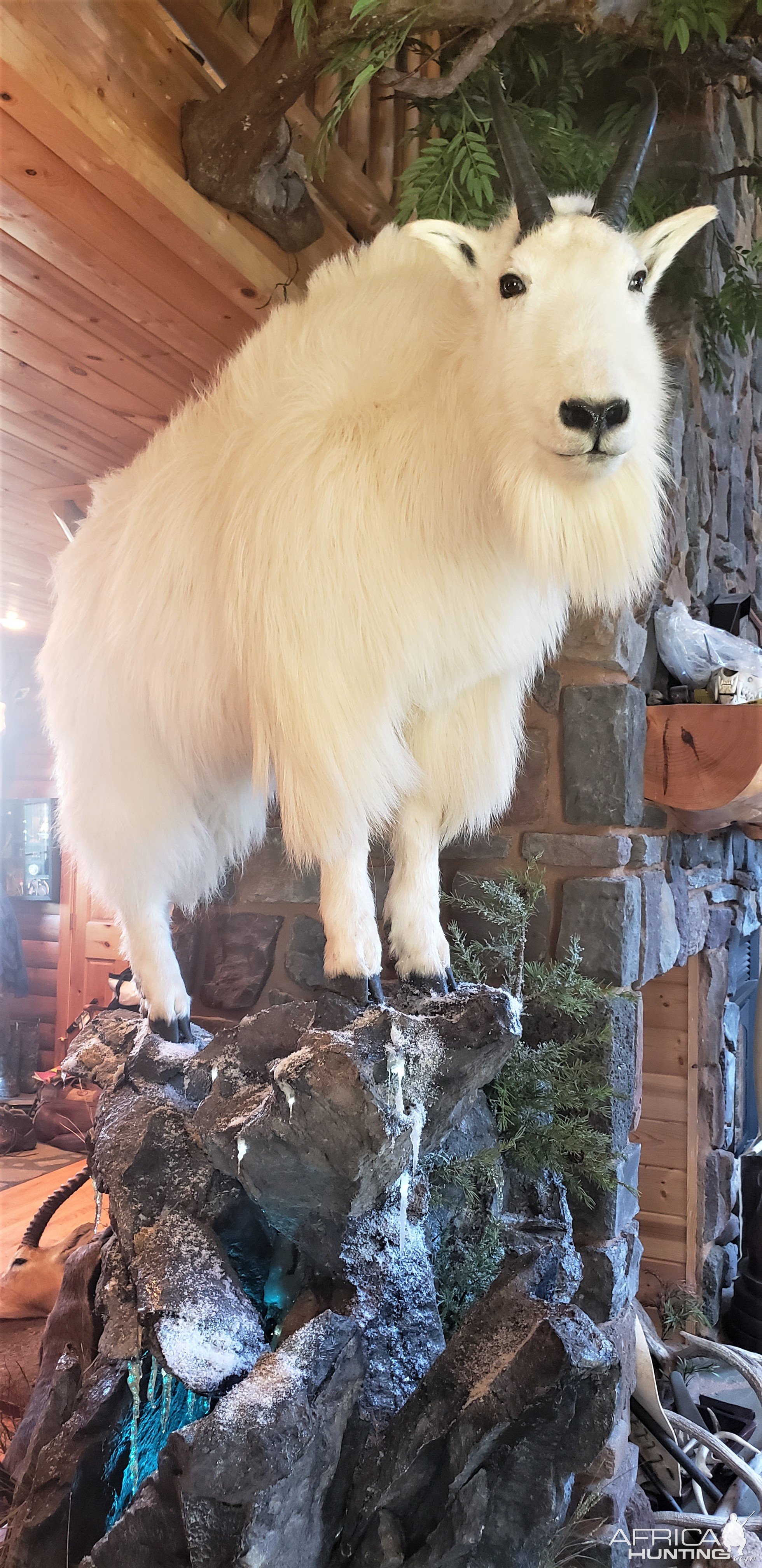 Mountain Goat Full Mount Taxidermy