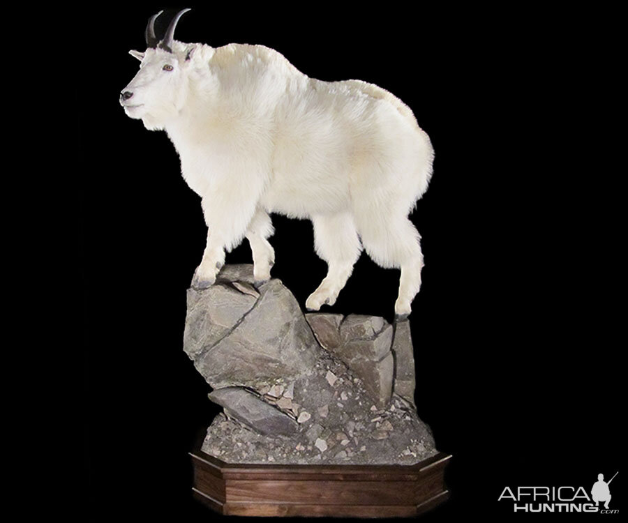 Mountain Goat Full Mount Taxidermy