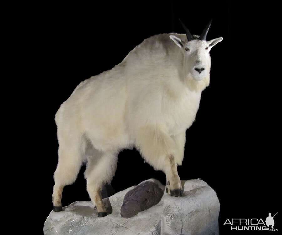 Mountain Goat Full Mount Taxidermy